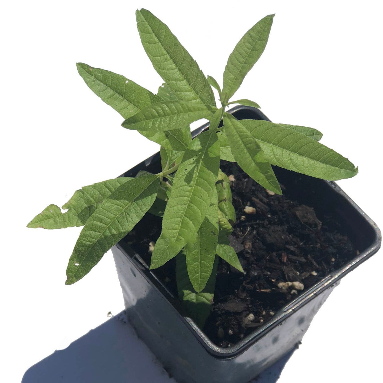 verbena pot plant Lemon Verbena (Aloysia citrodora) Organic Plant in 2.5-inch Pot by Smoke Camp Crafts