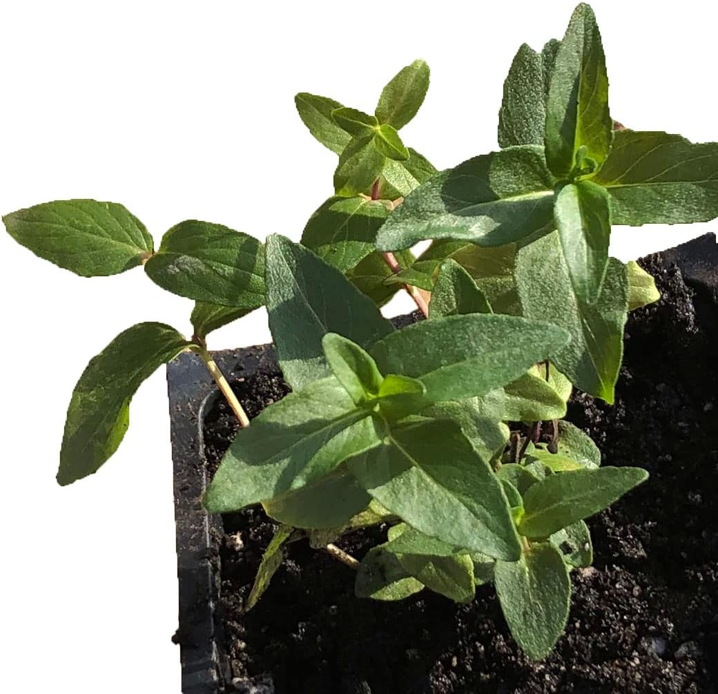 Mountain Mint (Pycnanthemum muticum) Organic Plant in 2.5-inch Pot by Smoke Camp Crafts - blunt mountainmint, North American Native