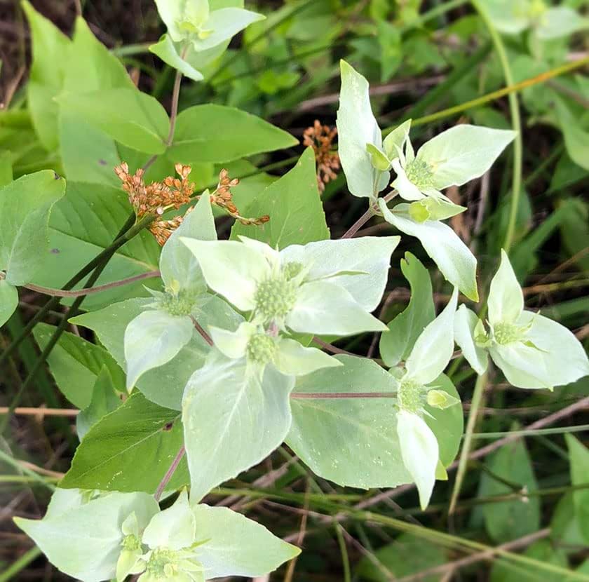 Mountain Mint (Pycnanthemum muticum) Organic Plant in 2.5-inch Pot by Smoke Camp Crafts - blunt mountainmint, North American Native