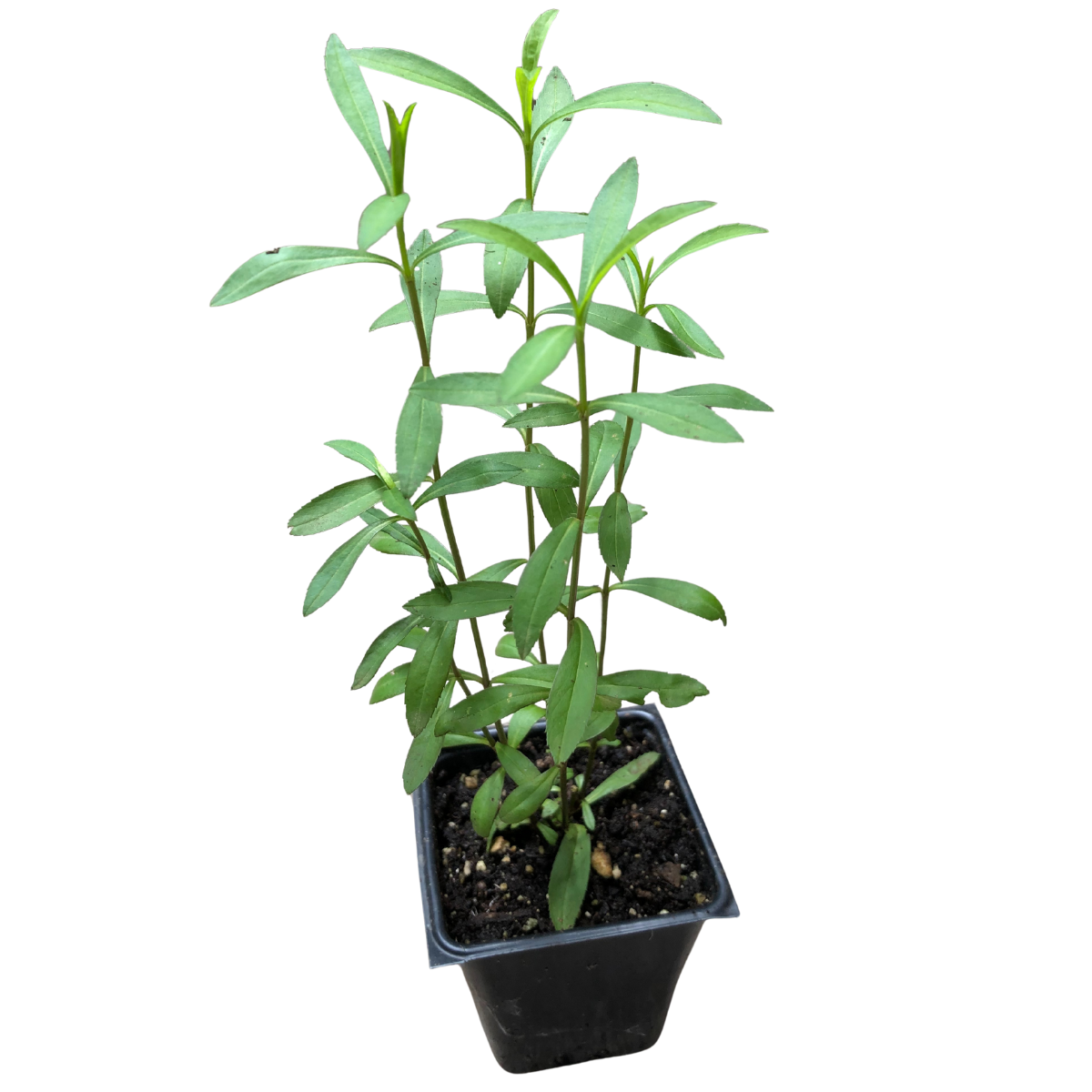 Mexican Mint Marigold (Tagetes lucida) Organic Plant in 2.5-inch Pot by  Smoke Camp Crafts