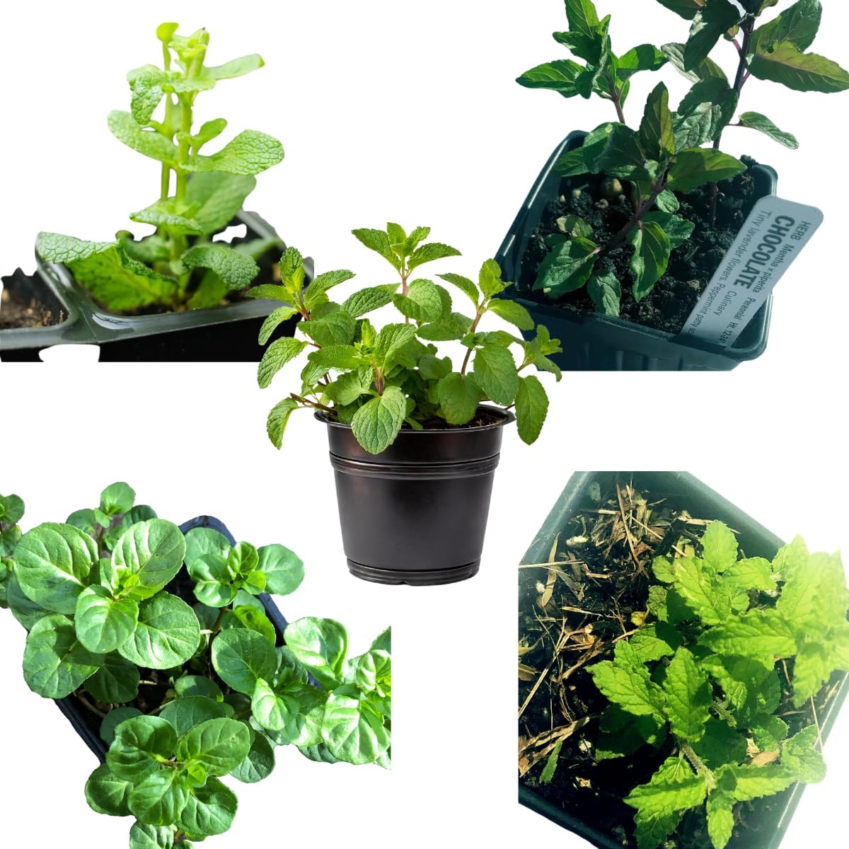 mint plant pots Mint Plant Variety Pack, 5 Plants in 2.5" Pots, Indoor Gardening Set