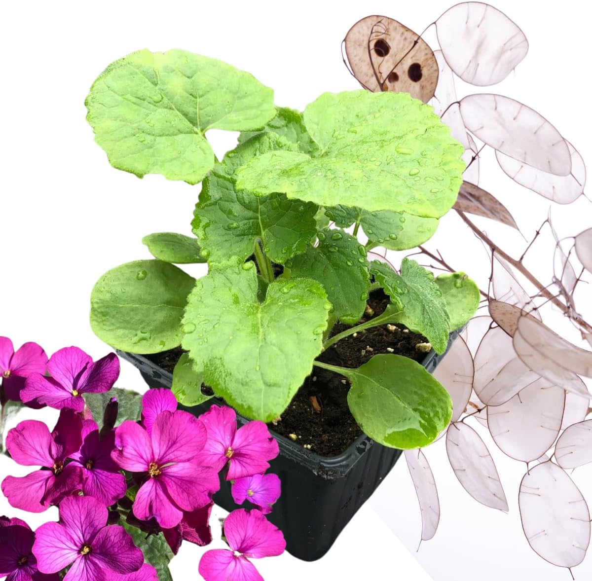 money plant purple leaves Annual Honesty Plant Live (Lunaria annua) Organic Money Plant in 2.5 inch Pot