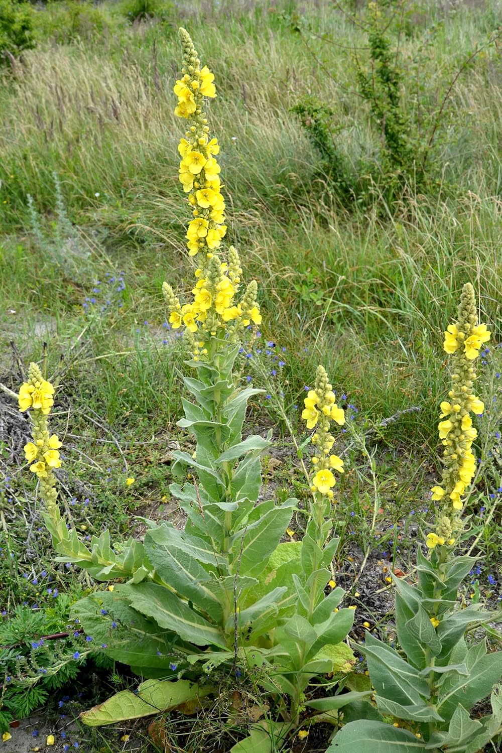 Mullein (Verbascum thapsus) Organic Plant in 2.5-Inch Pot by Smoke Camp Crafts - Common Mullein, Velvet Plant, Toilet Paper Plant