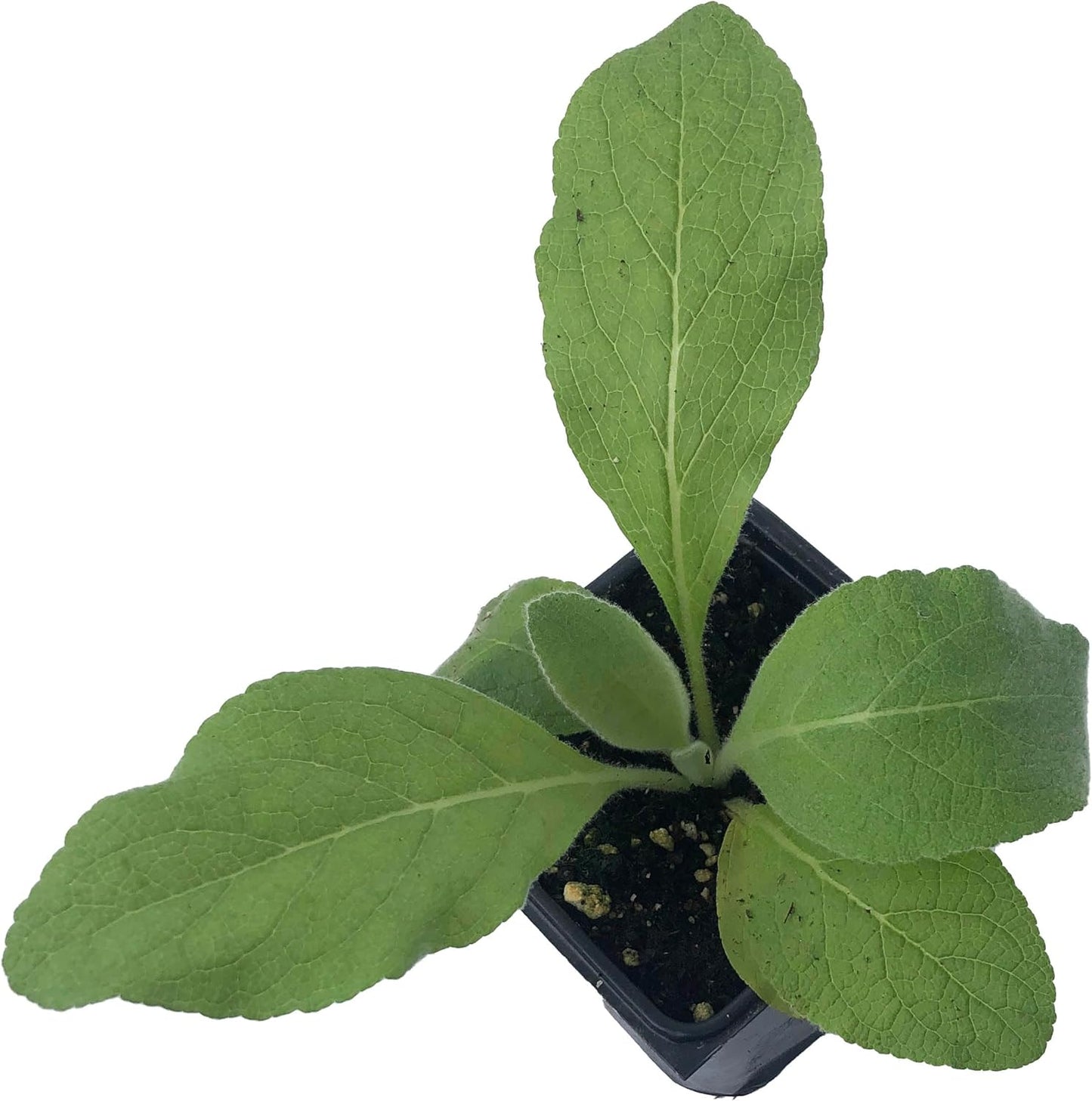 Mullein (Verbascum thapsus) Organic Plant in 2.5-Inch Pot by Smoke Camp Crafts - Common Mullein, Velvet Plant, Toilet Paper Plant