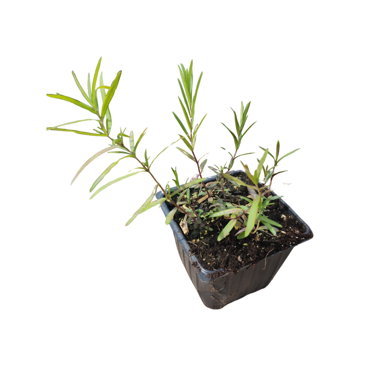 Mountain Mint, Slender (Pycnanthemum tenuifolium) Plant in 2.5-inch Pot by Smoke Camp Crafts - Narrow-Leaved Mountain Mint- North American Native Pollinator Plant