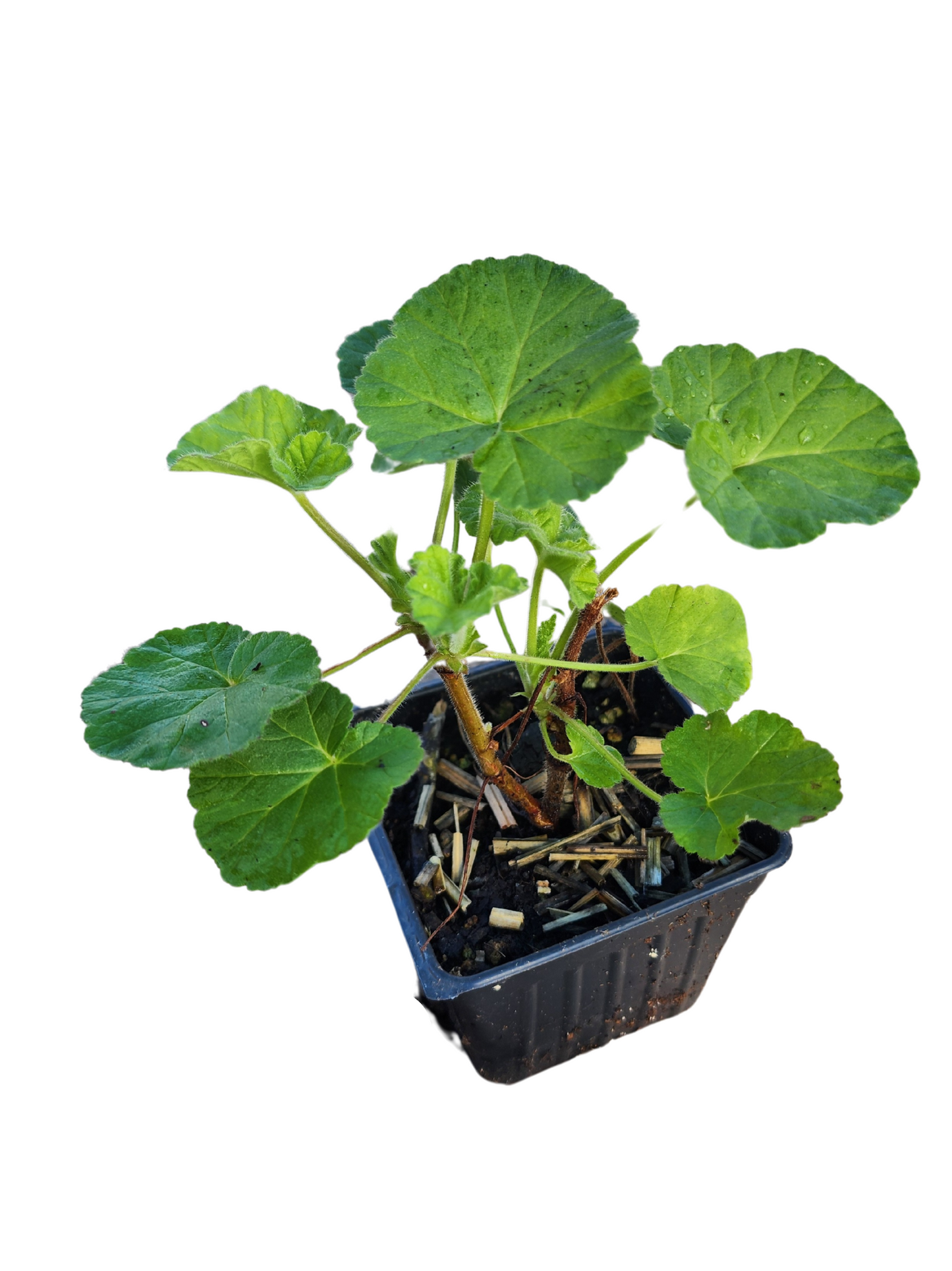 Geranium 'Orange' (Pelargonium citriodorum) Organic Scented Geranium Plant in 2.5-inch Pot by Smoke Camp Crafts - Orange Scented Geranium