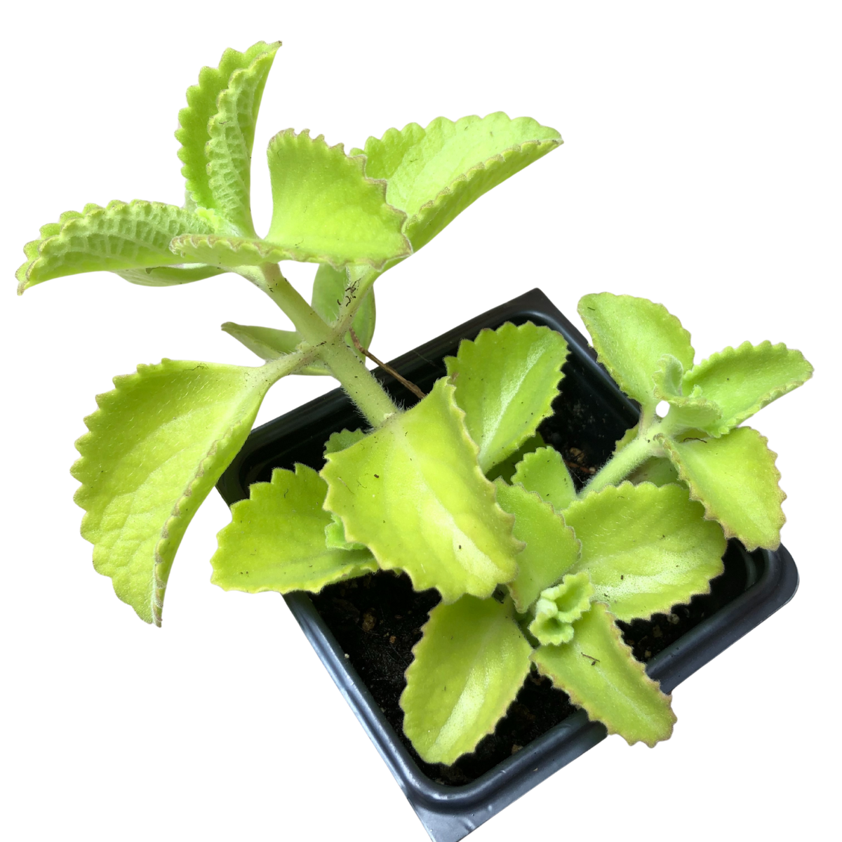 plectranthus succulent Cuban Oregano (Plectranthus barbatus) Organic Plant in 2.5-inch Pot