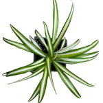 Spider Plant, (Chlorophytum comosum) in a 2.5-inch pot | ORGANIC