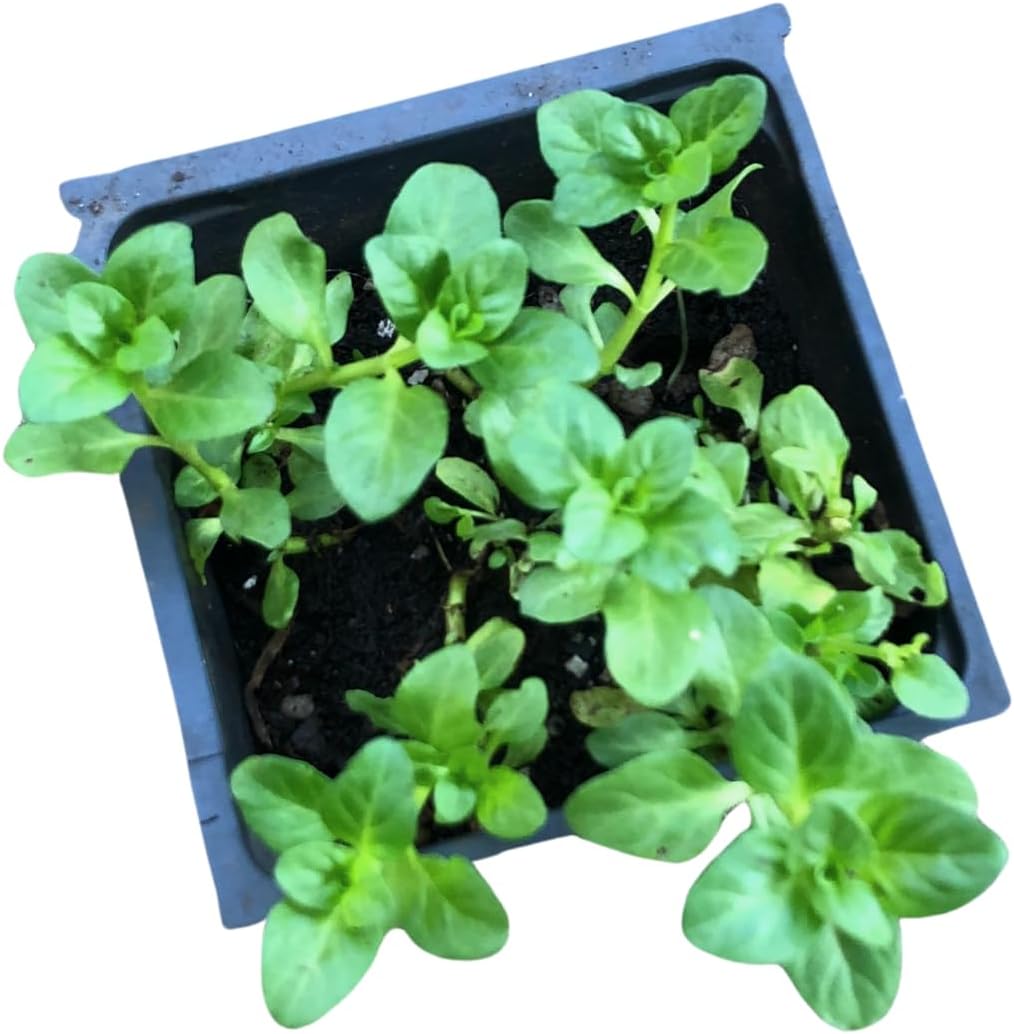 Pennyroyal (Mentha pulegium) Organic Live Plant in 2.5-inch Pot by Smoke Camp Crafts