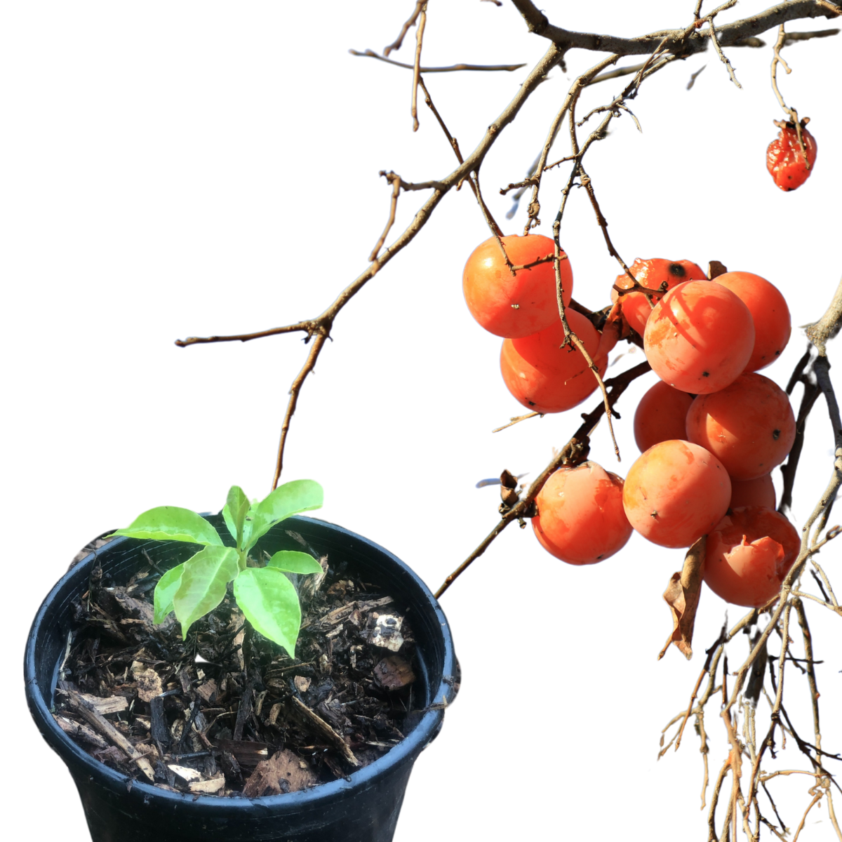 persimmon seeds planting American Persimmon (Diospyros virginana) Tree Seedling by Smoke Camp Crafts- North American Native Fruit Tree