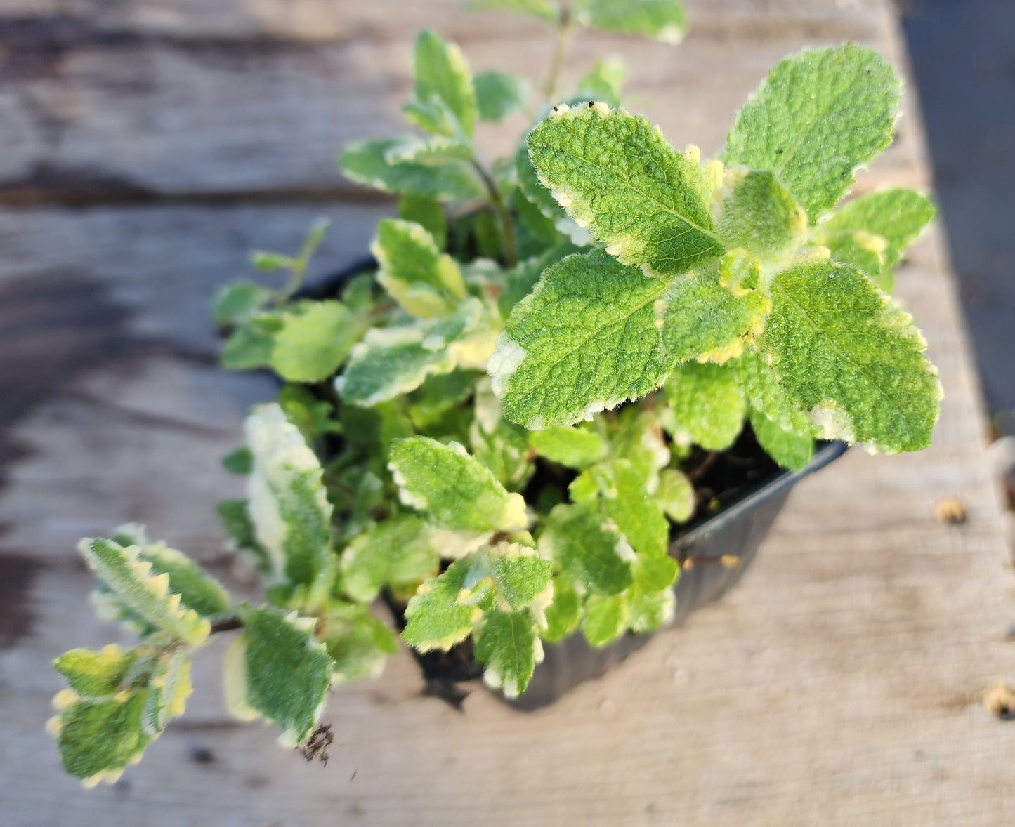 Organic Pineapple Mint (Mentha suaveolens) Live Plant in 2.5-inch Pot by Smoke Camp Crafts - Variegated Pineapple-Scented Mint