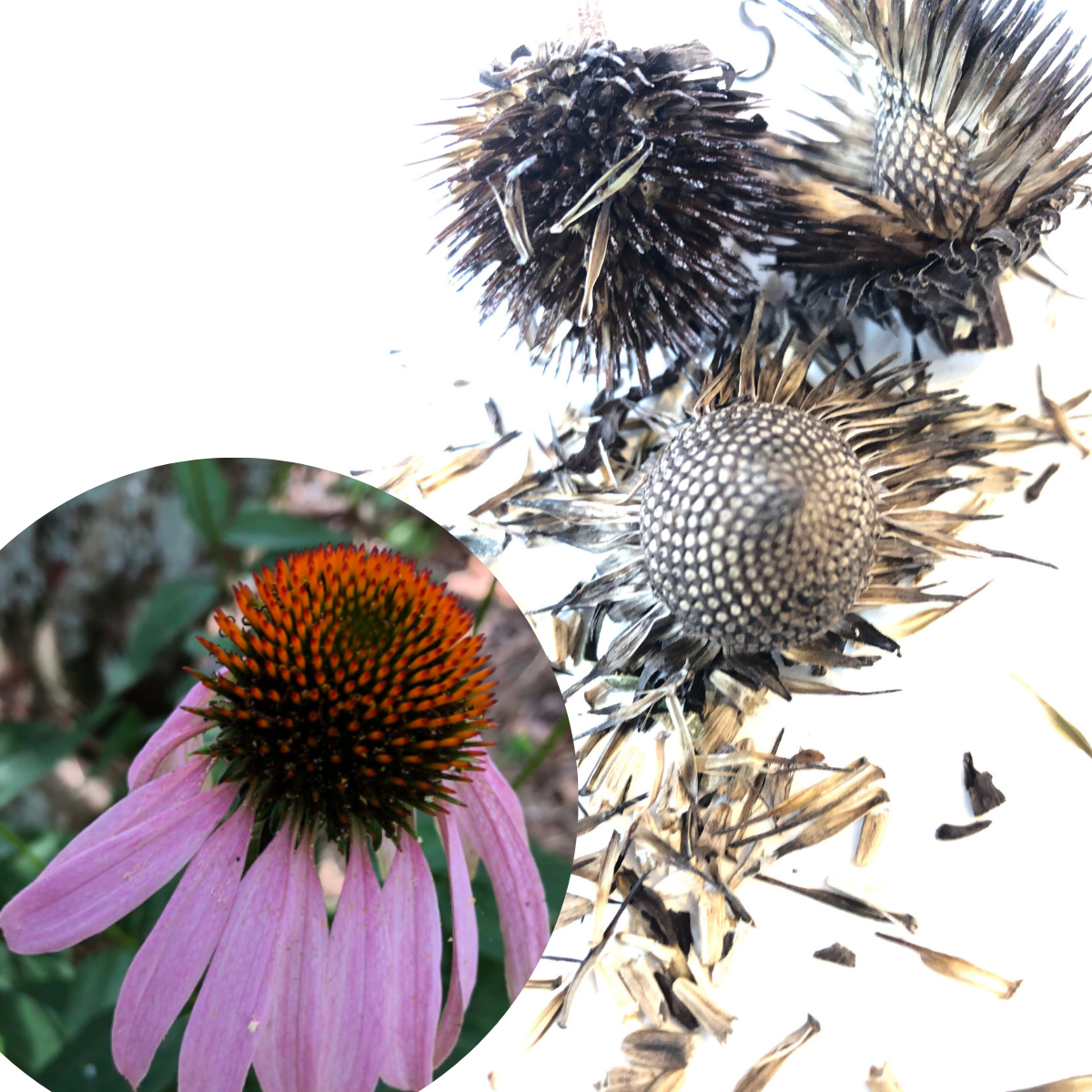 Purple Coneflower Seeds (Echinacea purpurea) 75 Organic Seeds (0.5 grams) - Native Pollinator Plant