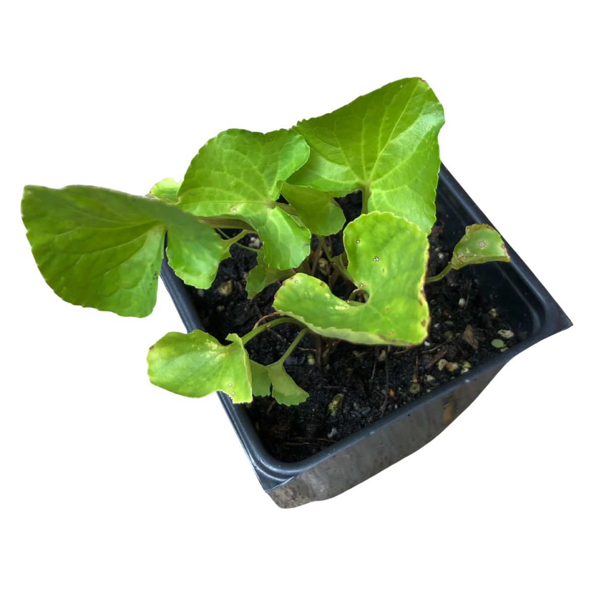 viola indoor plant Blue Violet (Viola sororia) Organic Plant in 2.5 in Pot by Smoke Camp Crafts