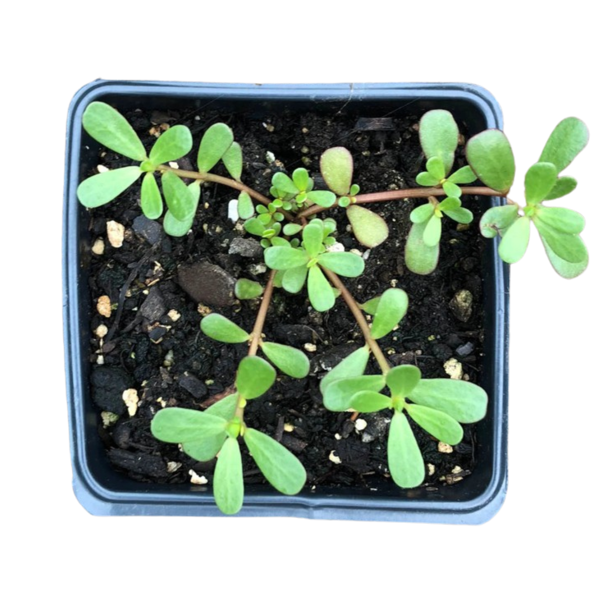 portulaca plants in pots Purslane (Portulaca oleracea L.) Organic Plant in 2.5-inch Pot by Smok –  Smoke Camp Crafts