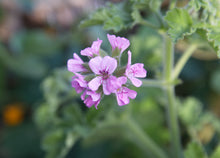 Geranium, Rose Scented - Organic Attar of Roses Geranium (Pelargonium capitatum) Live Plant in 2.5 inch Pot - Strongly Scented Herb for Potpourri and Crafts by Smoke Camp Crafts
