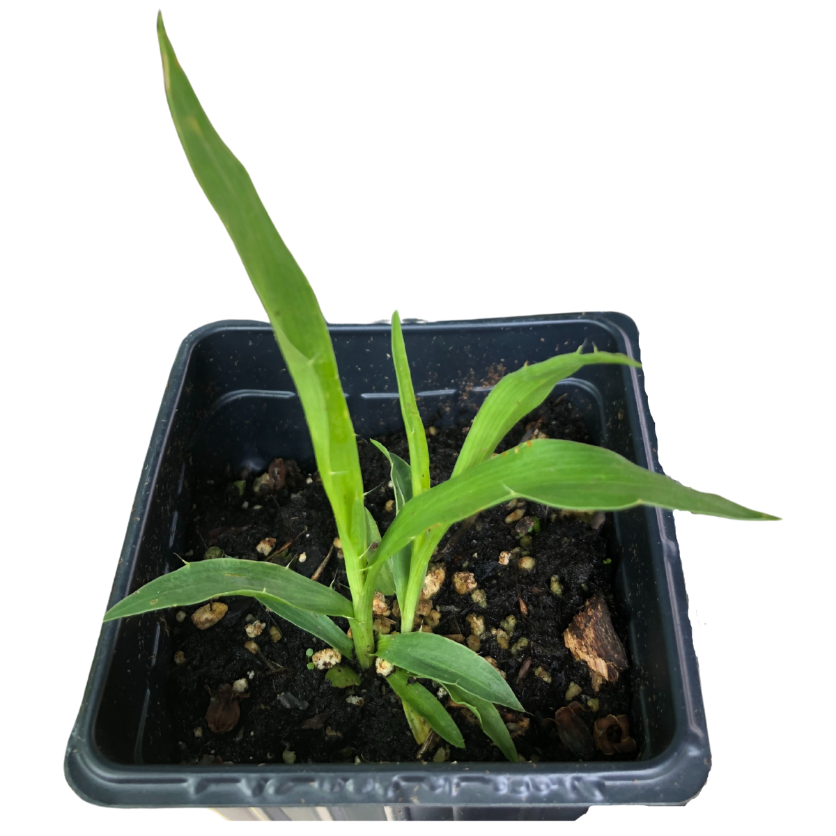rattlesnake in potted plant Rattlesnake Master (Eryngium yuccifolium) Organic Plant in 2.5-inch Pot by Smoke Camp Crafts