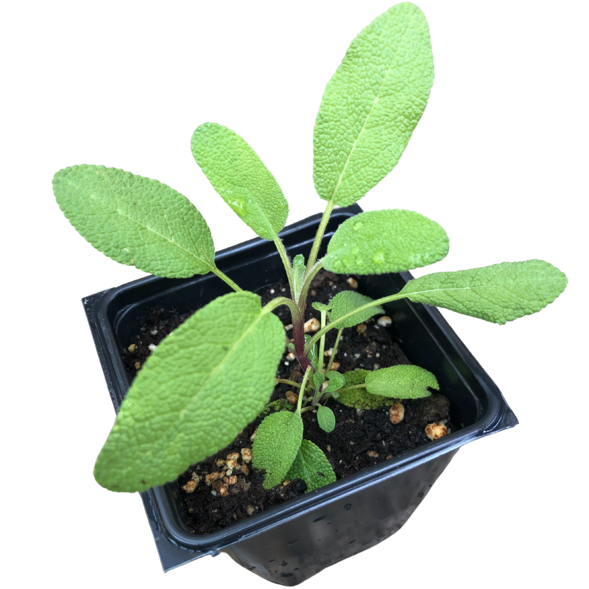 planting salvias in pots Organic Sage, Grower's Friend (Salvia officinalis) in 2.5-inch Pot by – Smoke Camp Crafts