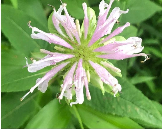 Bee Balm (Monarda fistulosa) Live Plant in 2.5 inch Pot- Wild Bergamot, Organic Native Pollinator Plant by Smoke Camp Crafts