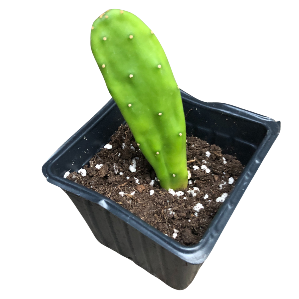 prickly pear cactus needles Prickly Pear (Opuntia cochenillifera) Organic Cactus Plant in 2.5-inch Pot by Smoke Camp Crafts