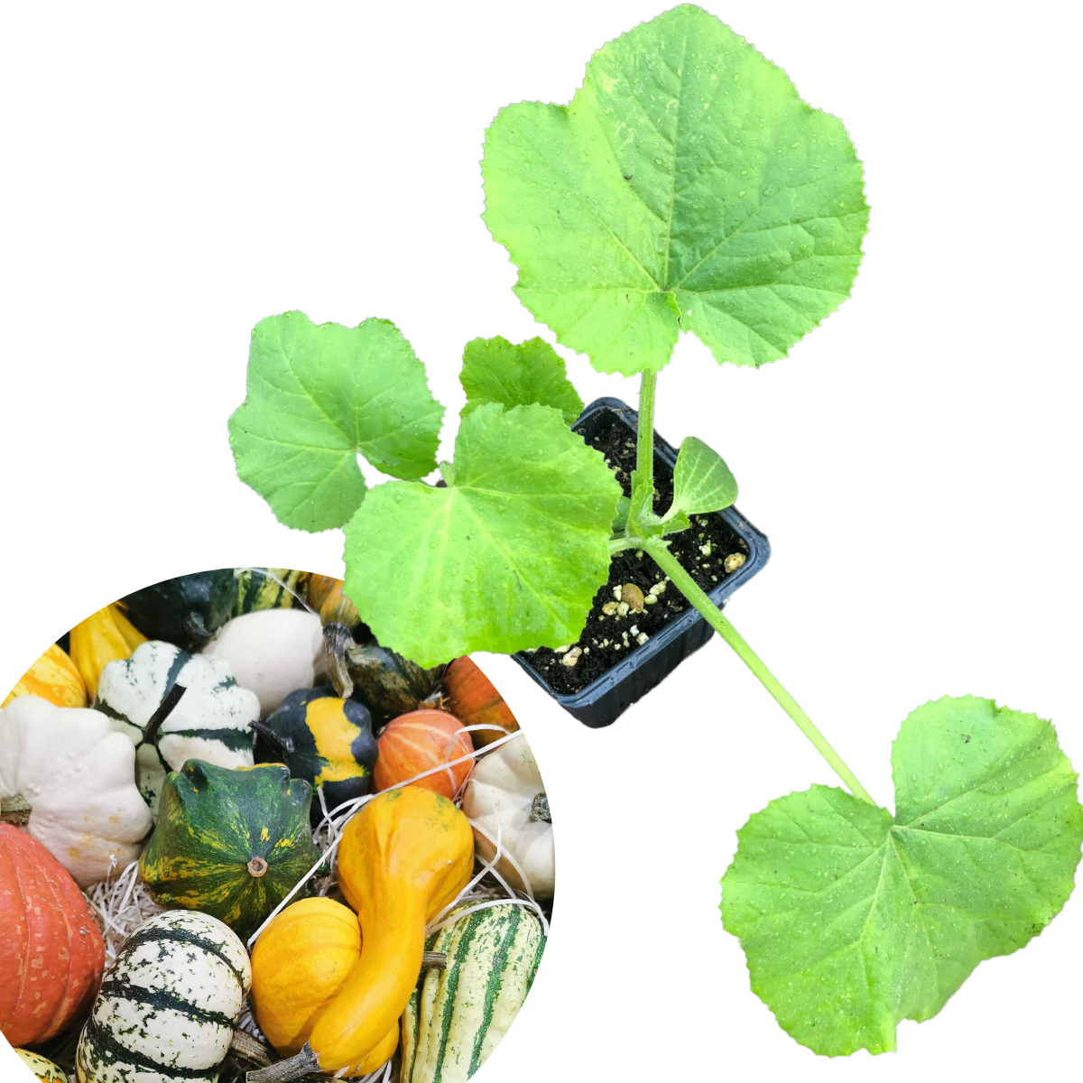 Smoke Camp Crafts Small Gourd Mix (Cucurbita pepo) Plant in 2.5-inch Pot- Grow Your Own Halloween Decor!