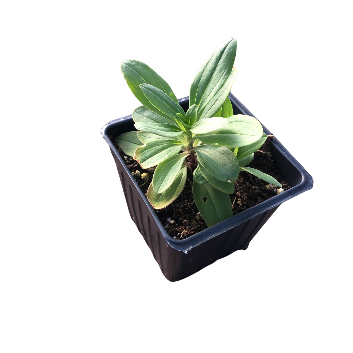Soapwort (Saponaria officinalis) Organic Plant in a 2.5-inch Pot by Smoke Camp Crafts- Bouncing Bet, Crow Soap
