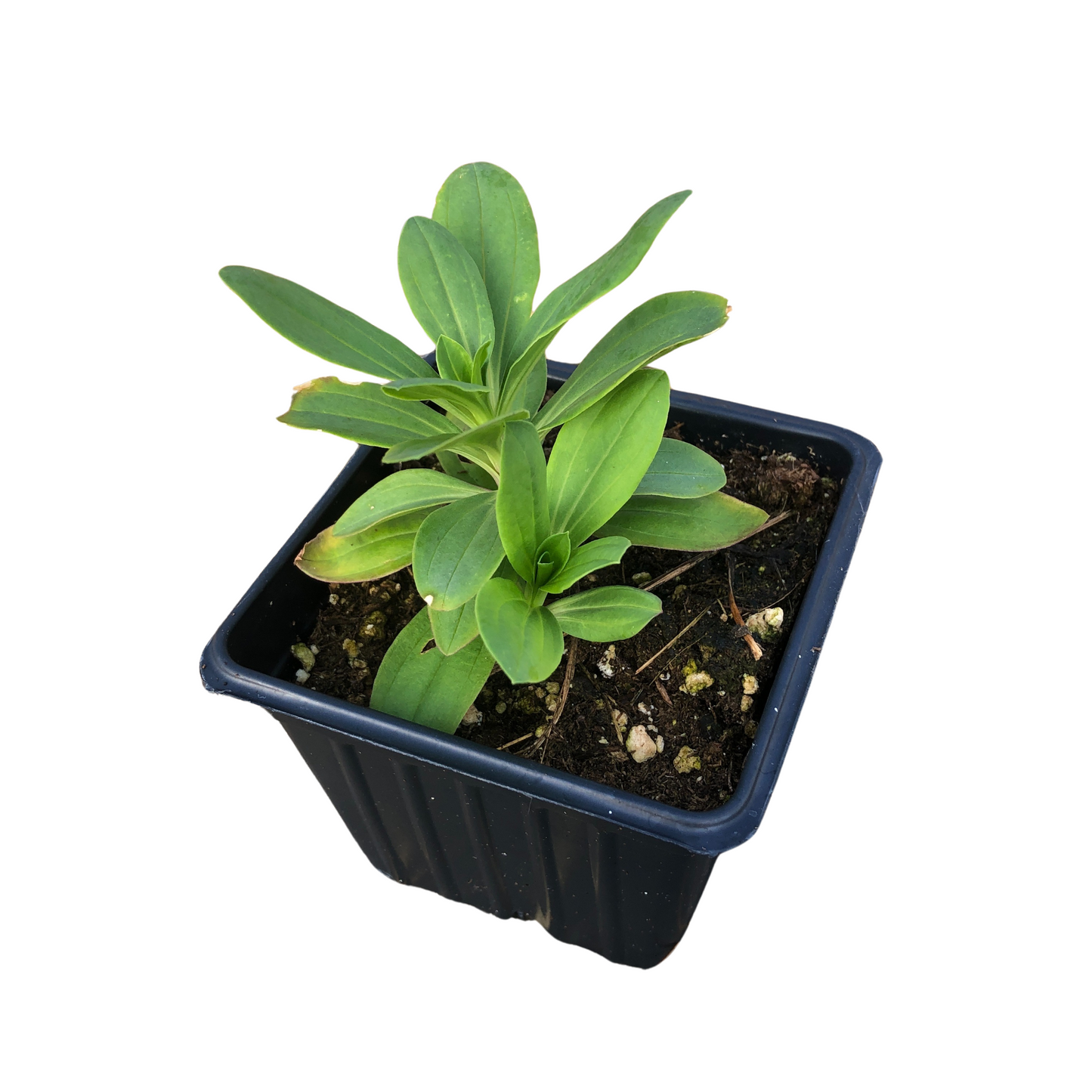 Soapwort (Saponaria officinalis) Organic Plant in a 2.5-inch Pot by Smoke Camp Crafts- Bouncing Bet, Crow Soap