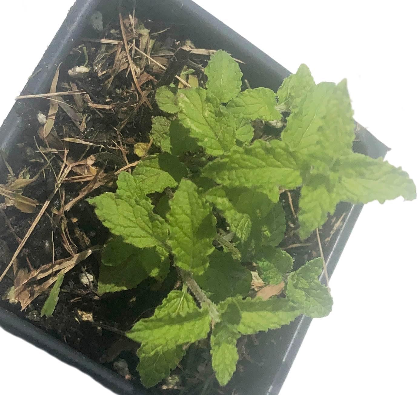 Strawberry Mint (Mentha x piperita 'Strawberry') Organic Plant in 2.5-Inch Pot by Smoke Camp Crafts
