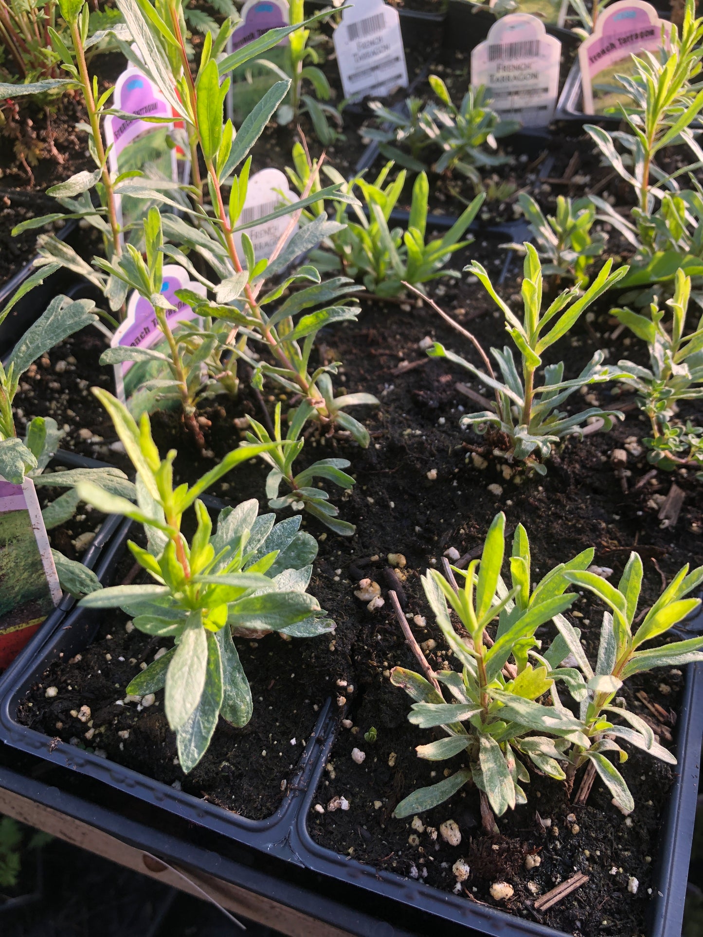 Tarragon (Artemesia dracunculus) Organic Plant in a 2.5-inch pot by Smoke Camp Crafts