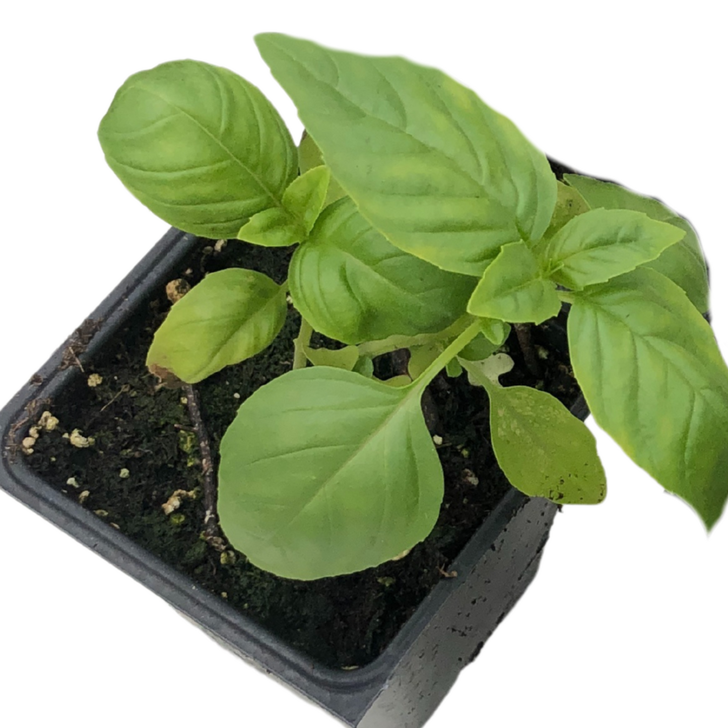 Italian Large Leaf Basil (Ocimum basilicum) Organic Plant in a 2.5-inch Pot by Smoke Camp Crafts- Perfect Pesto Plant!