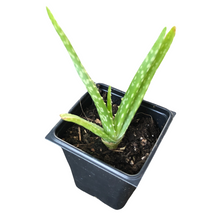 Aloe Barbadensis Plant (Aloe Barbadensis) 2.5-inch pot - Live Aloe Vera Plant - ORGANIC