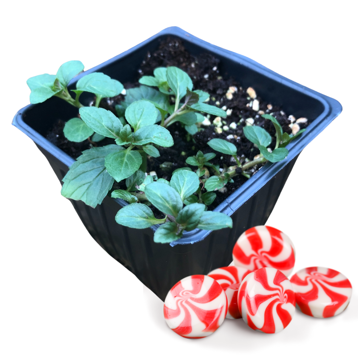 Organic Peppermint Plant (Mentha piperita) in 2.5-Inch Pot by Smoke Camp Crafts