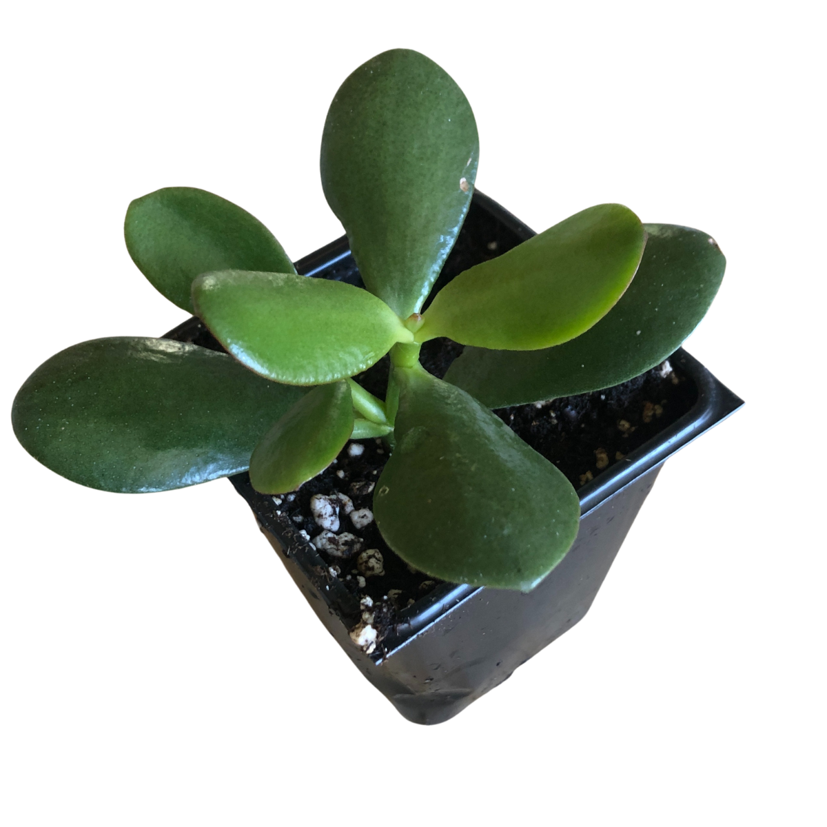 money jade tree Jade Plant (Crassula ovata) Live Plant in 2.5-inch Pot