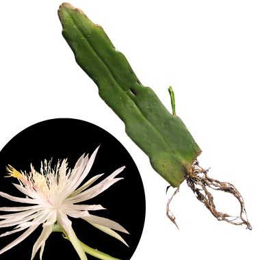 Organic Queen of The Night Plant Cutting (Epiphyllum oxypetalum) 1 Cutting with Roots 2-3" in length- Night Blooming Cereus, Princess of The Night, Dutchman's Pipe Cactus
