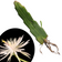 Organic Queen of The Night Plant Cutting (Epiphyllum oxypetalum) 1 Cutting with Roots 2-3