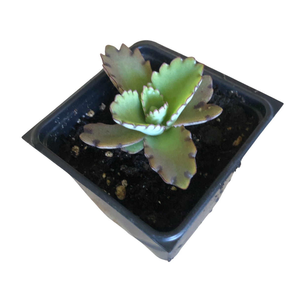 Mother of Millions (Kalanchoe laetvirens) Organic Live Plant in 2.5-inch Pot | Amazing Succulent, Easy-to-Grow by Smoke Camp Crafts