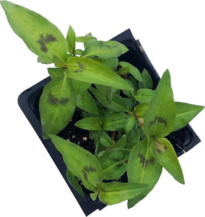 Vietnamese Coriander (Persicaria odorata) Organic Plant in 2.5-inch Po –  Smoke Camp Crafts