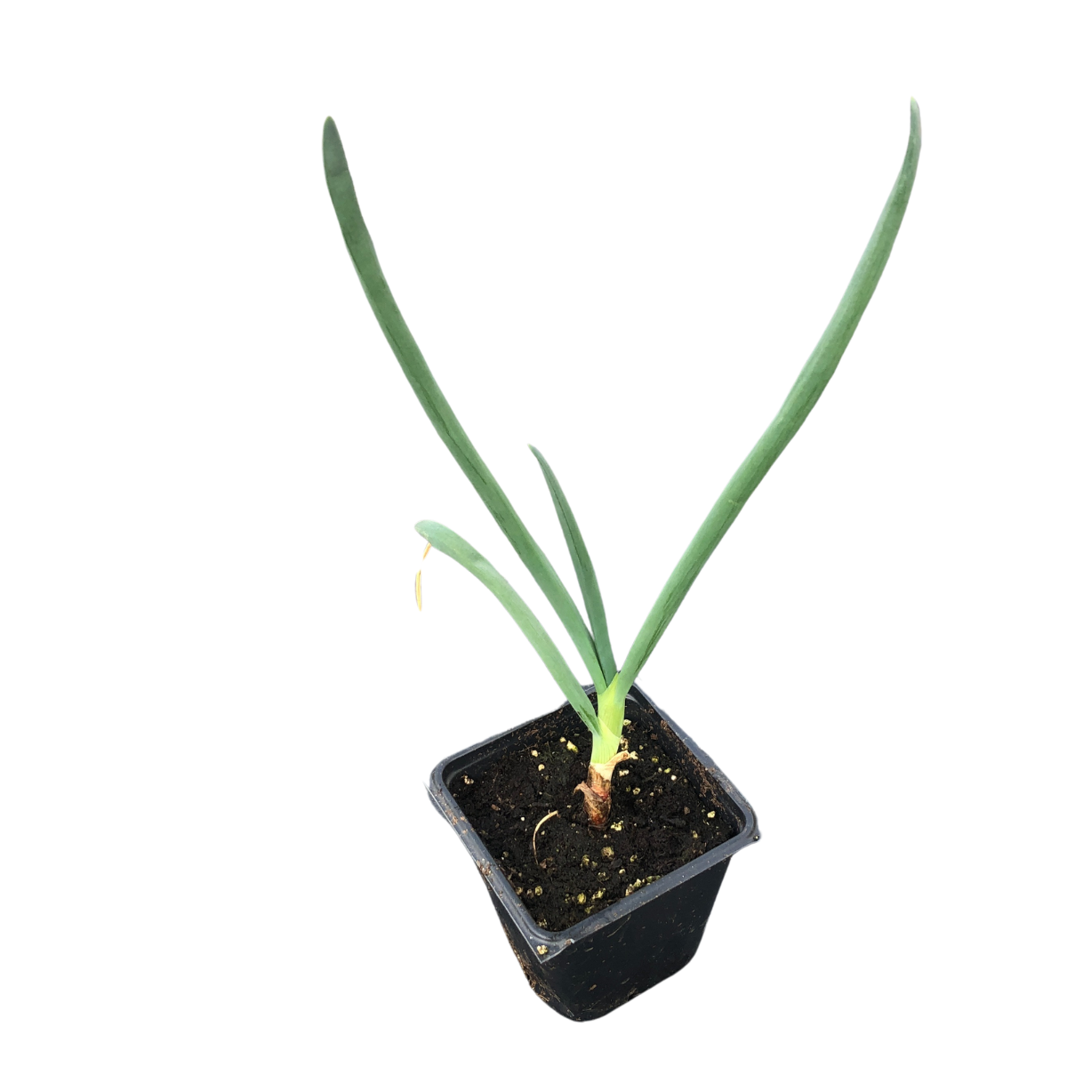 house plant that looks like an onion Organic Egyptian Walking Onion Plant (Allium x proliferum) in 2.5-inch –  Smoke Camp Crafts