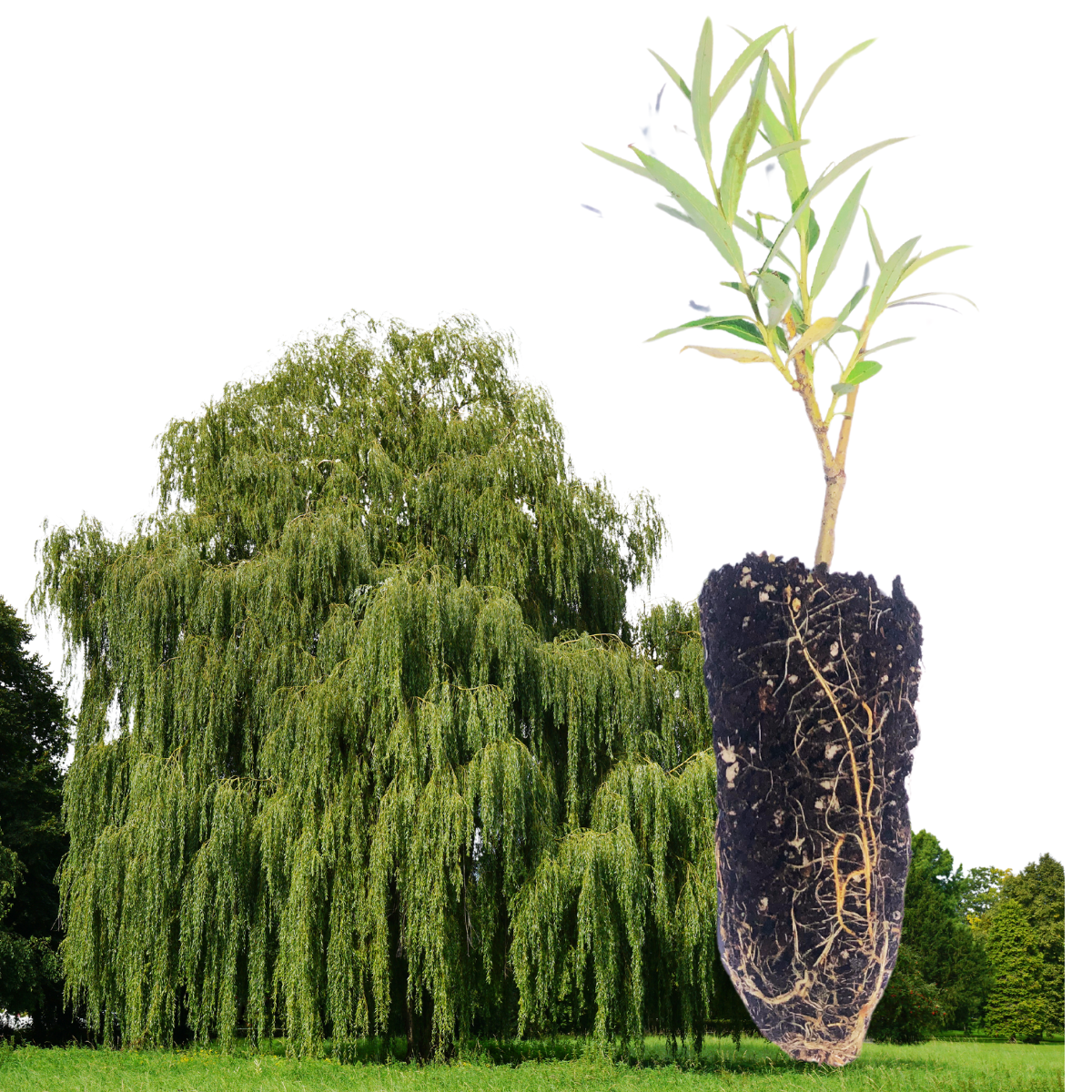 Organic Weeping Willow (Salix babylonica) Tree in 2.5-inch Pot by Smok –  Smoke Camp Crafts