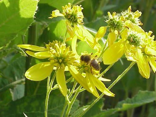 Wingstem (Verbesina alternifolia) 250 Organic Seeds (1 gram) by Smoke Camp Crafts - Native Pollinator Plant