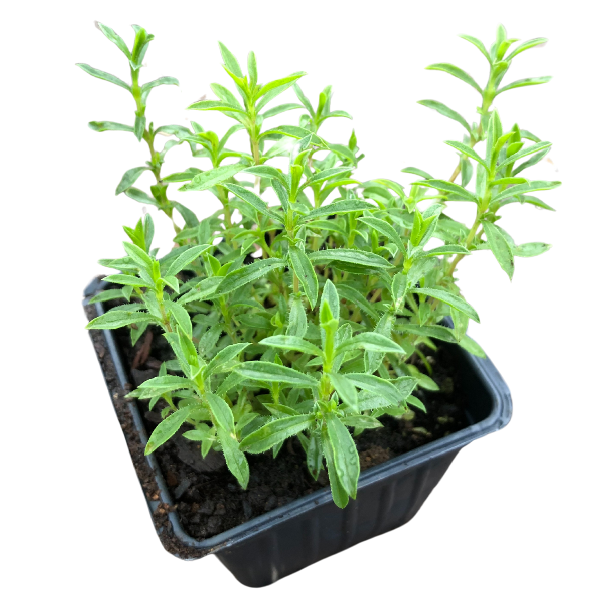 savory plant Winter Savory (Satureja montana) Live Plant in 2.5-inch pot