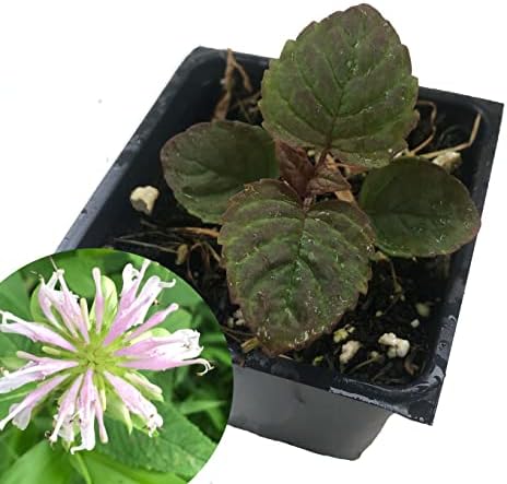bee palm plant Bee Balm (Monarda fistulosa) Live Plant in 2.5 inch Pot- Wild Bergamot, Organic Native Pollinator Plant by Smoke Camp Crafts