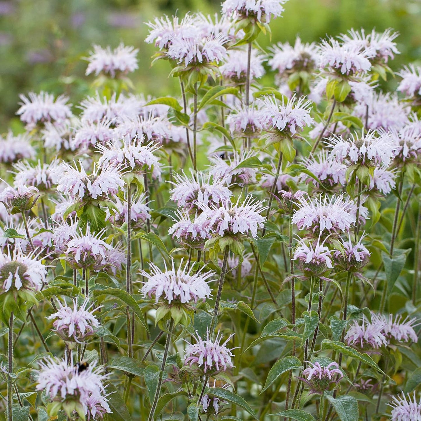 Bee Balm (Monarda fistulosa) Live Plant in 2.5 inch Pot- Wild Bergamot, Organic Native Pollinator Plant by Smoke Camp Crafts