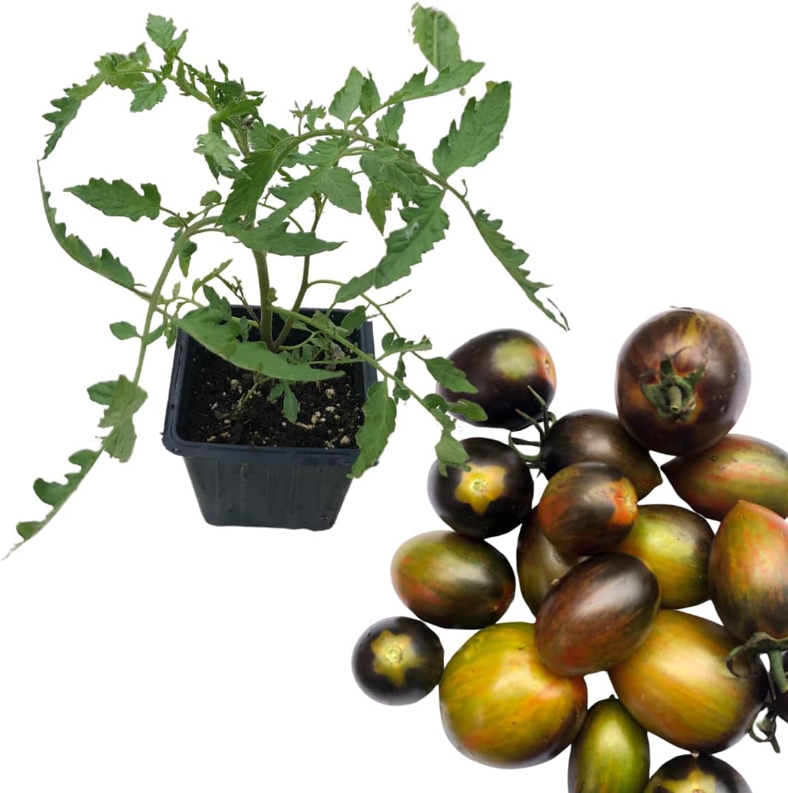 grape tomato plants in pots Tomato Plant, Brad's Atomic Grape Tomato Organic Live Plant in 2.5 inch Pot