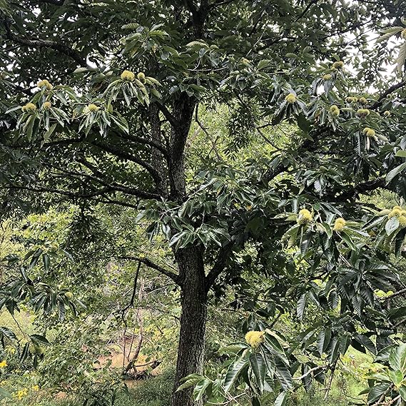 Chestnut (Castanea mollissima) Tree Seeds - 10 Seeds for Planting - Grow Your Own Chestnut Trees!