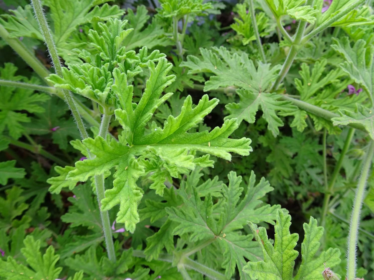 Organic Citronella Scented Geranium (Pelargonium crispum 'Citronella') Live Plant in 2.5-inch Pot by Smoke Camp Crafts