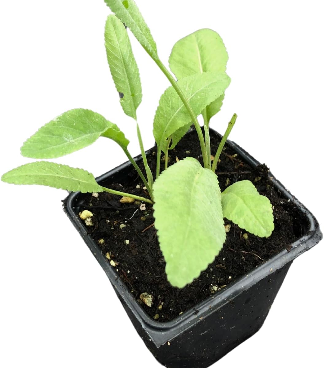 Organic Costmary (Tanacetum balsamita) Plant in 2.5-inch Pot by Smoke Camp Crafts- Alecost, Balsam Weed, Bible Leaf, Bible Plant