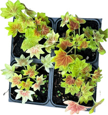 Geranium, Scented (Pelargonium hortorum)  Organic'Vancouver Centennial' Live Plant in 2.5 in Pot