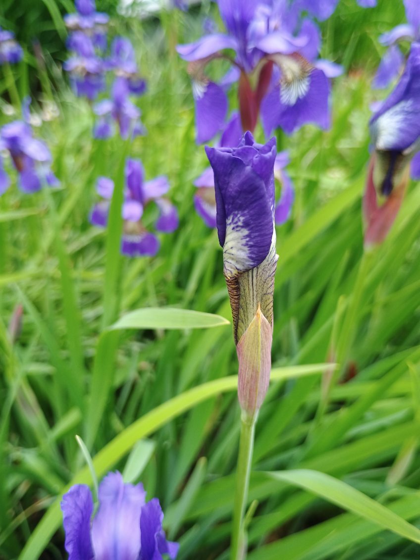 Smoke Camp Crafts Blue Flag Iris Seeds, Iris versicolor, 100 Seeds, Organic, Outdoor, Spring to Early Summer Planting