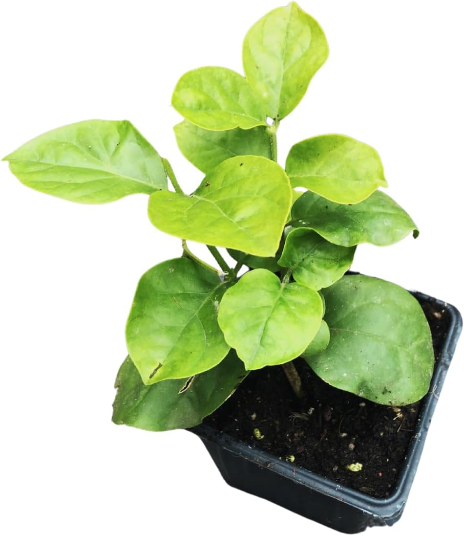 sambac white jasmine arabian plant in pot Arabian Jasmine (Jasmine sambac) Organic Plant in 2.5-inch Pot by Smoke Camp Crafts- Sweet Scented Jasmine Plant