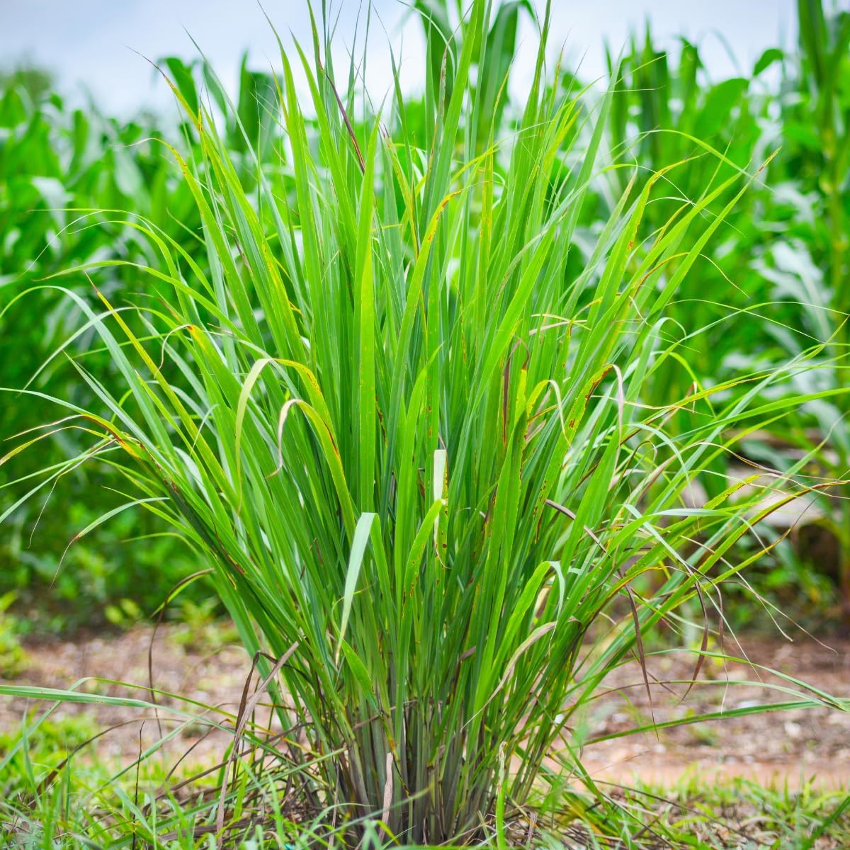 Lemongrass (Cymbopogon citratus) Organic Plant in 2.5-inch Pot by Smoke Camp Crafts